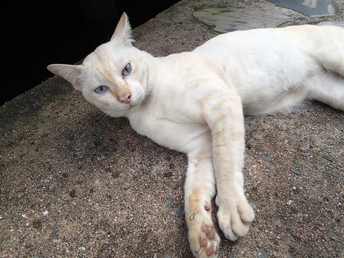 Поговорим о кошках 42