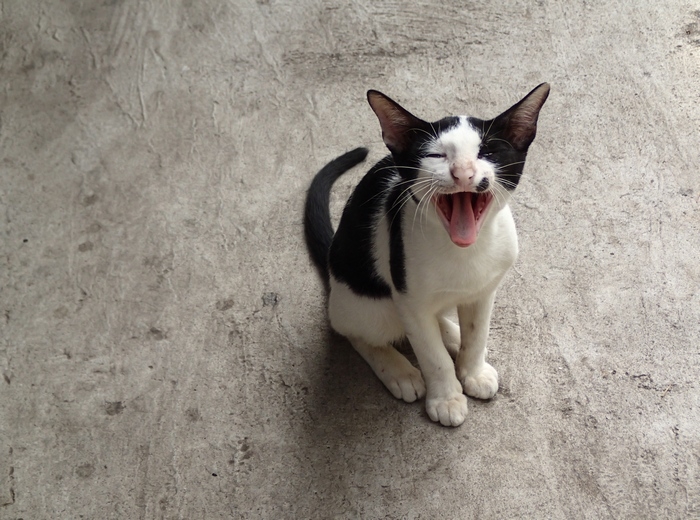 Поговорим о кошках 42