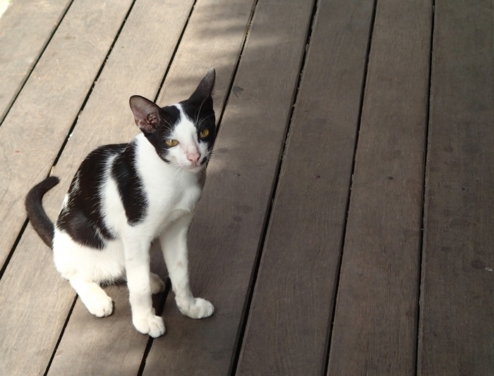 Поговорим о кошках 42