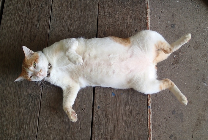 Поговорим о кошках 42