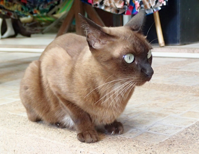 Поговорим о кошках 42