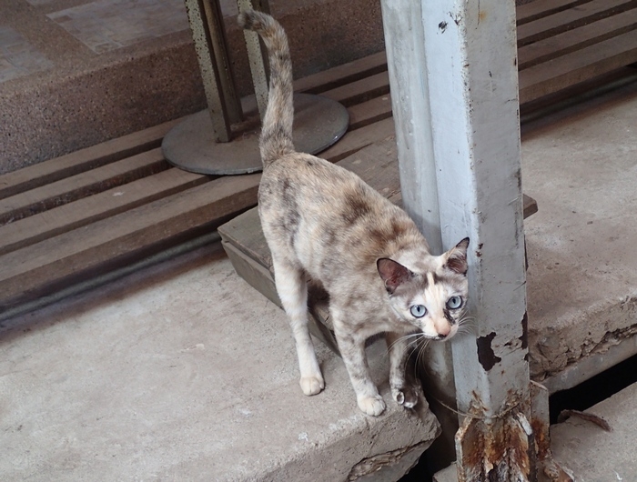 Поговорим о кошках 42