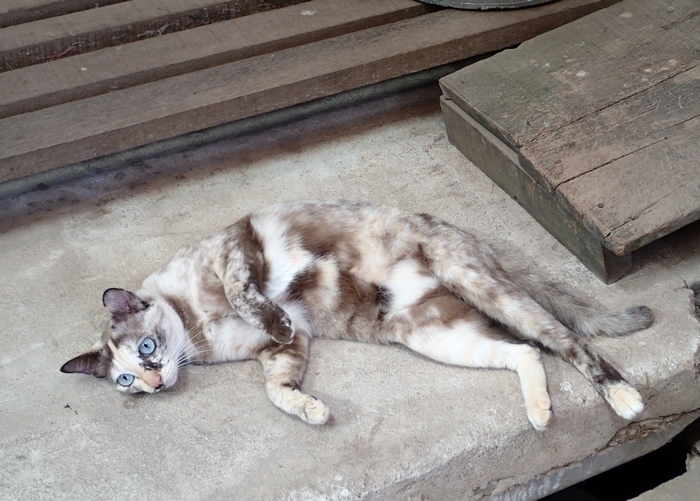 Поговорим о кошках 42