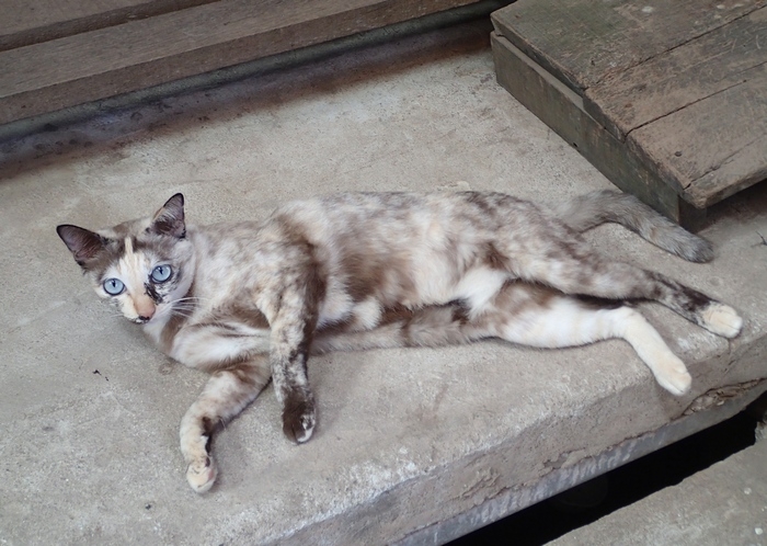 Поговорим о кошках 42