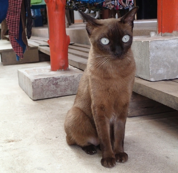 Поговорим о кошках 42