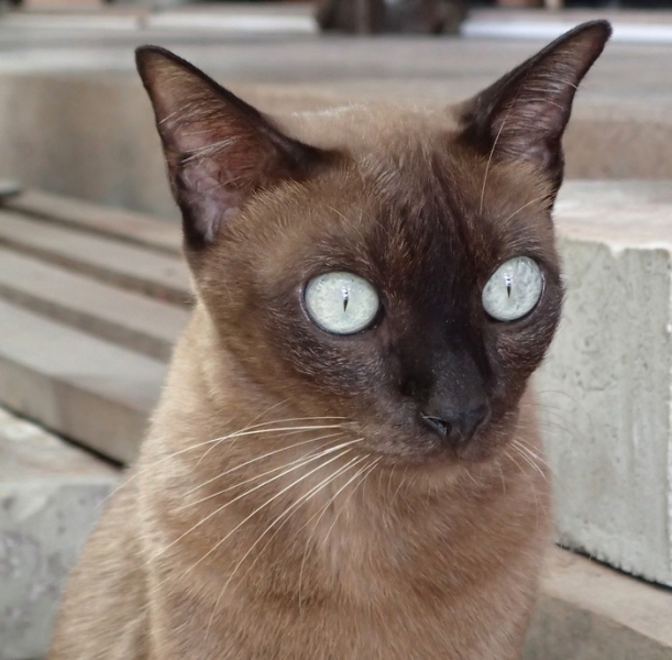 Поговорим о кошках 42