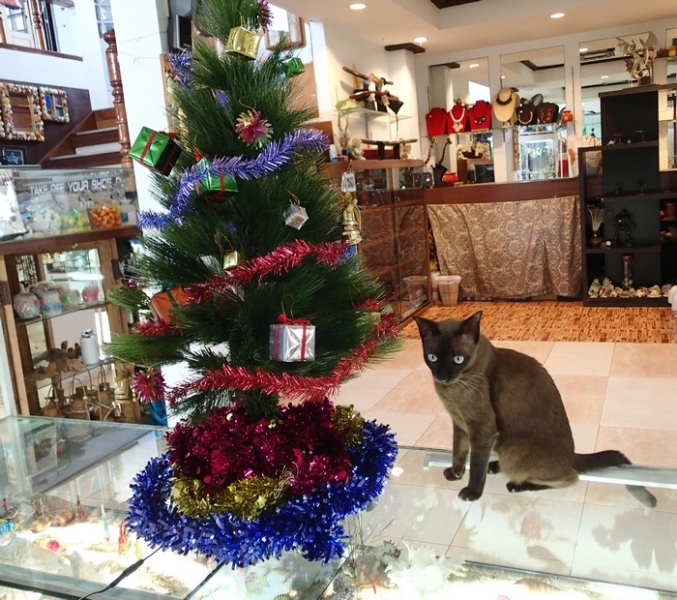 Поговорим о кошках 42