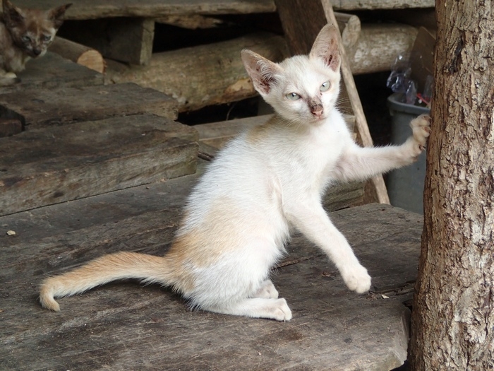 Поговорим о кошках 42