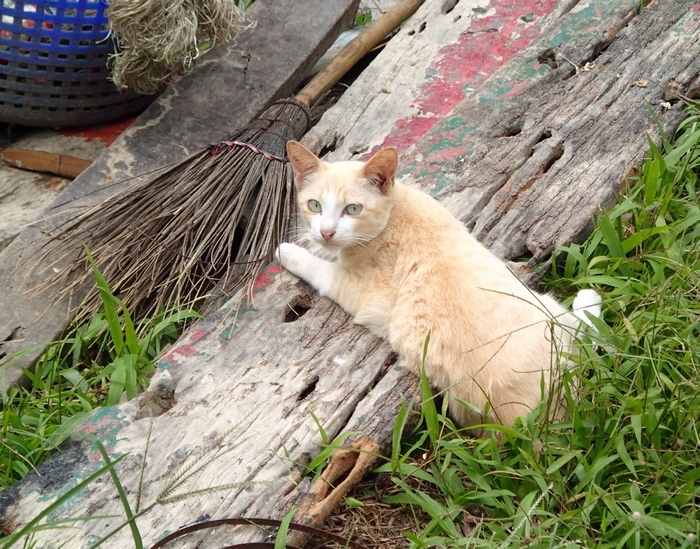 Поговорим о кошках 42