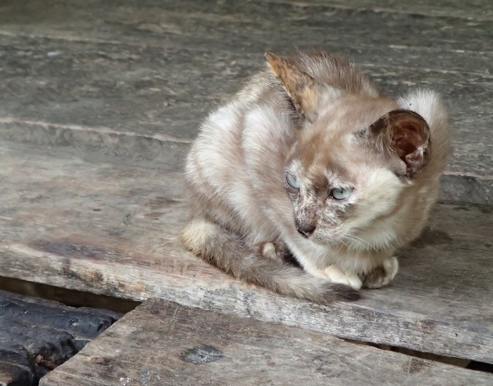 Поговорим о кошках 42