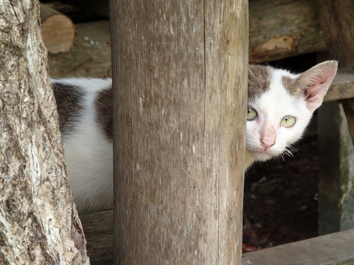 Поговорим о кошках 42