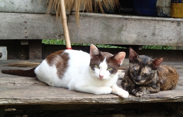 Поговорим о кошках 42