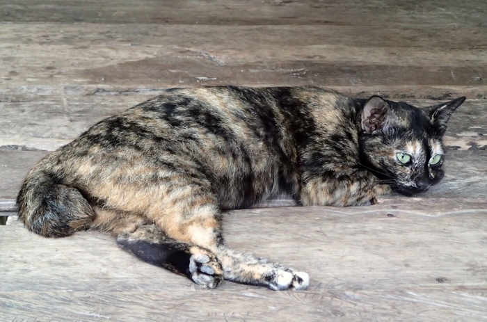 Поговорим о кошках 42