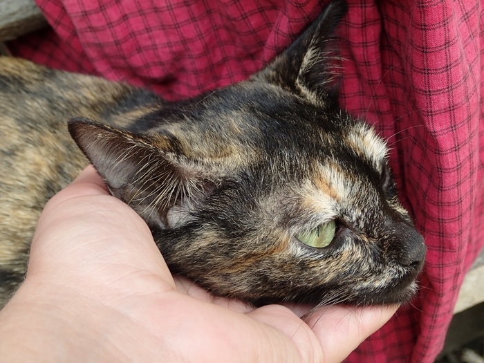 Поговорим о кошках 42