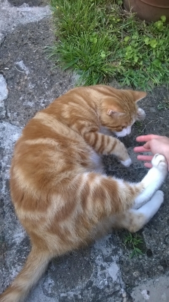 Поговорим о кошках 42