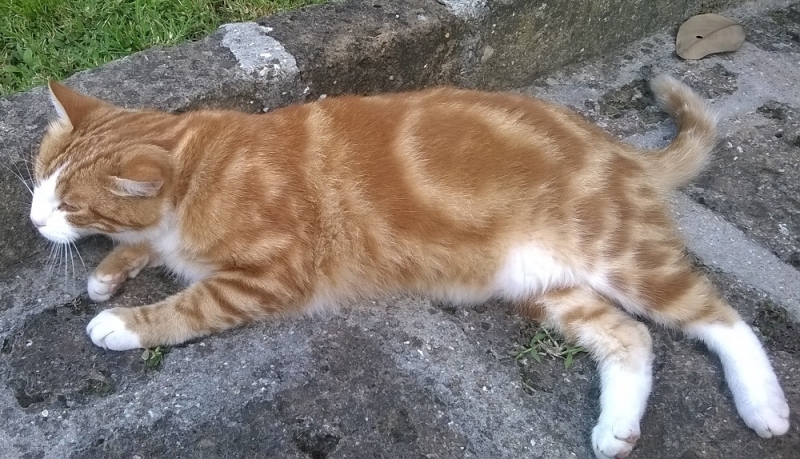 Поговорим о кошках 42