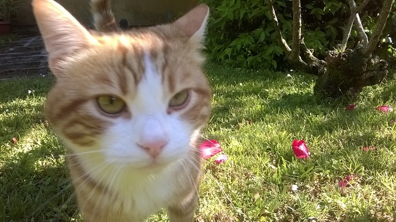 Поговорим о кошках 42