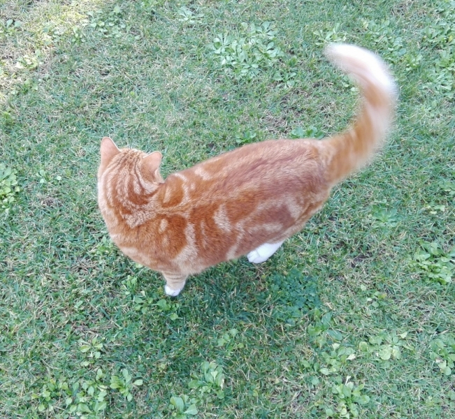 Поговорим о кошках 42