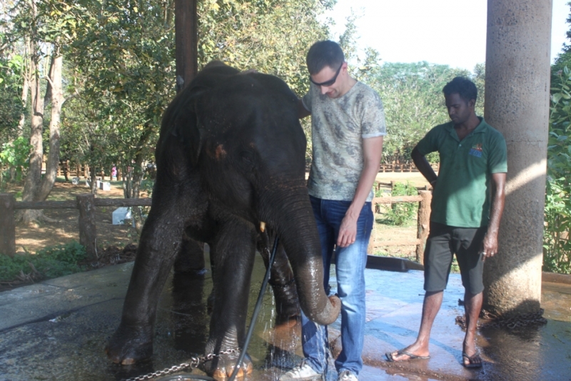Шри-Ланка в марте 2016: в стране слонов, чая и буддистских храмов