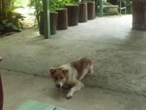 отчёт о полуторамесячном путешествии по Таиланду