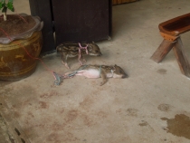 отчёт о полуторамесячном путешествии по Таиланду