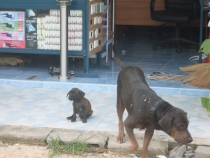 отчёт о полуторамесячном путешествии по Таиланду