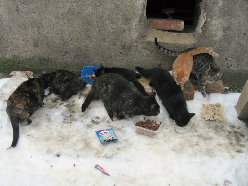 Поговорим о кошках 42