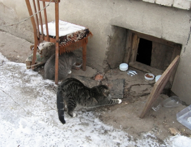 Поговорим о кошках 42