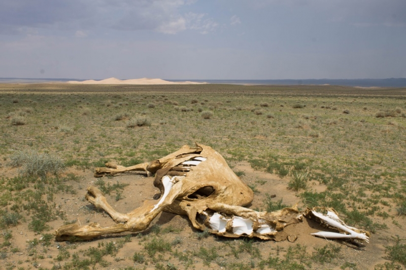 MongoliaFamilyTrip -- наше путешествие в пустыню Гоби с маленькой дочкой