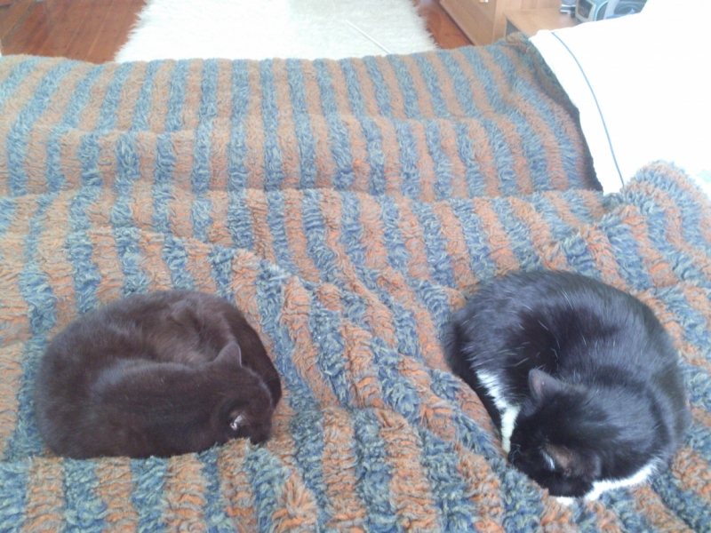 Поговорим о кошках 42