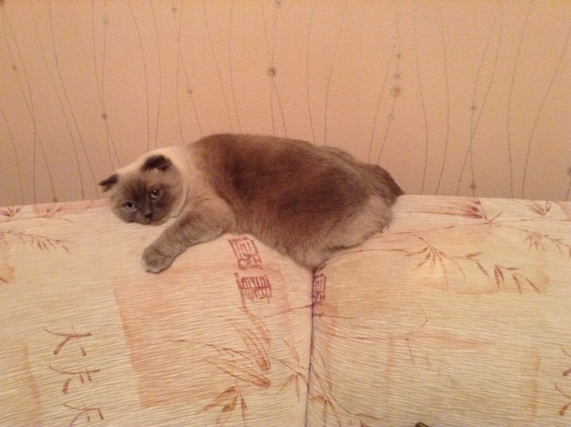 Поговорим о кошках 42