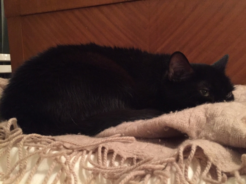 Поговорим о кошках 42