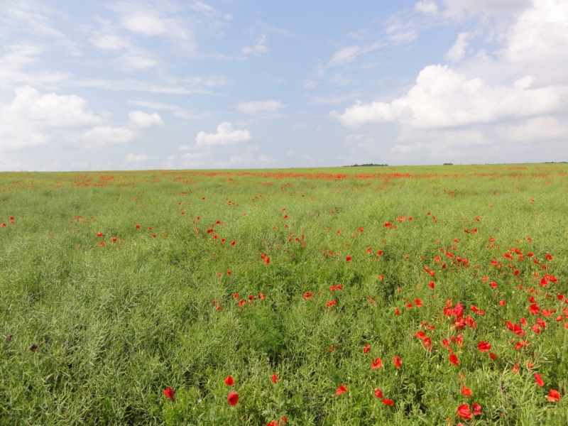 Париж 06.06.2016