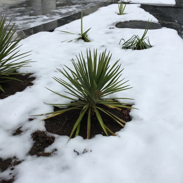 Ялта_Февраль 2017