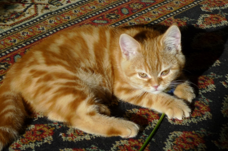 Поговорим о кошках 42