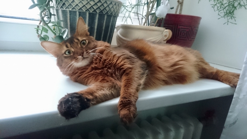 Поговорим о кошках 42