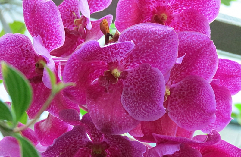 Поговорим о кошках 42