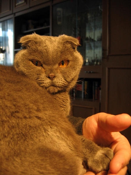 Поговорим о кошках 42