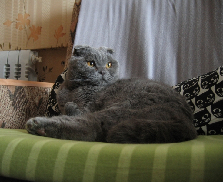 Поговорим о кошках 42