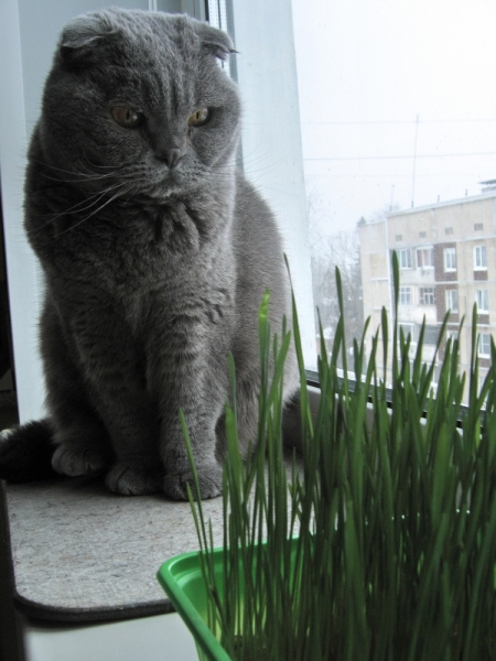 Поговорим о кошках 42