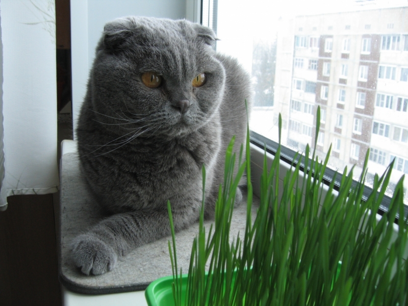 Поговорим о кошках 42