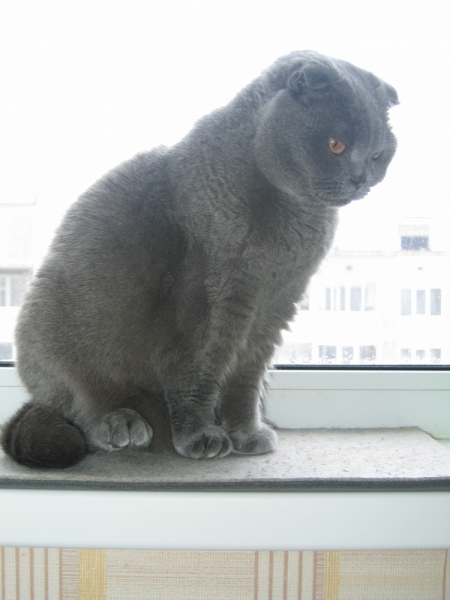 Поговорим о кошках 42