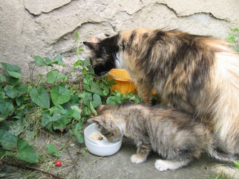 Поговорим о кошках 42