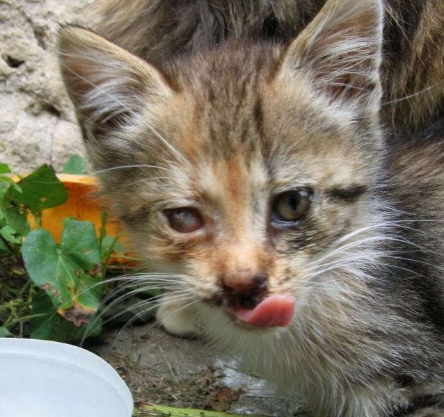 Поговорим о кошках 42