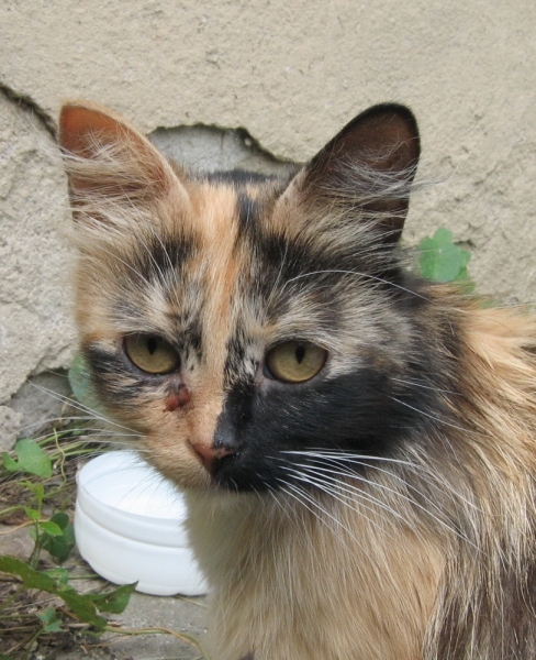 Поговорим о кошках 42