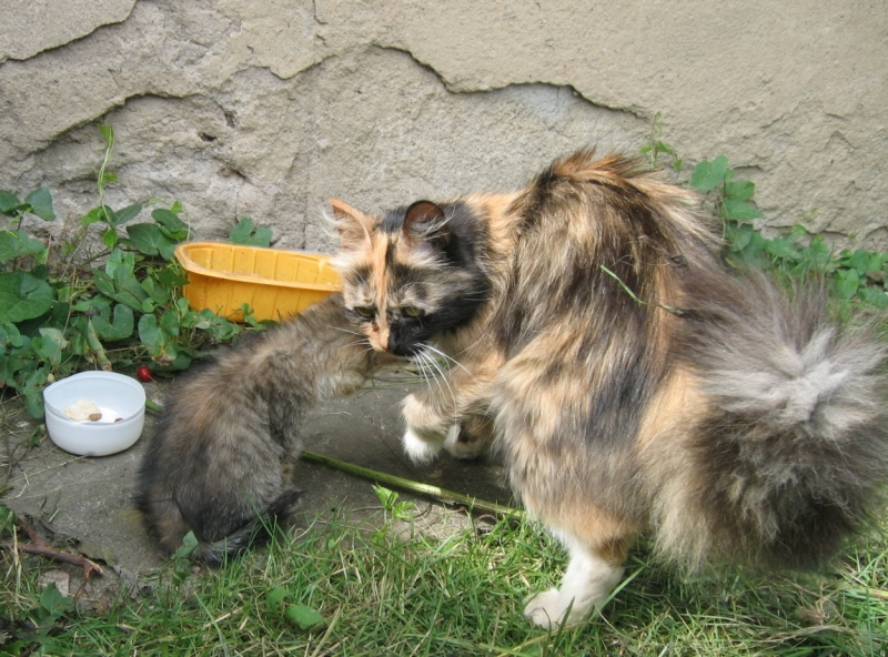 Поговорим о кошках 42