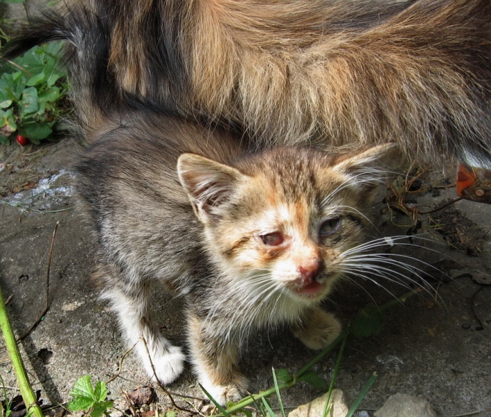 Поговорим о кошках 42