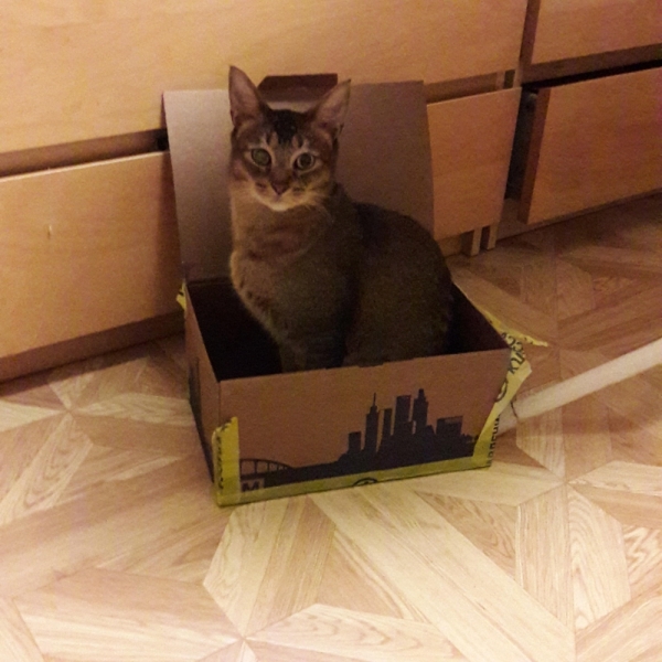 Поговорим о кошках 42