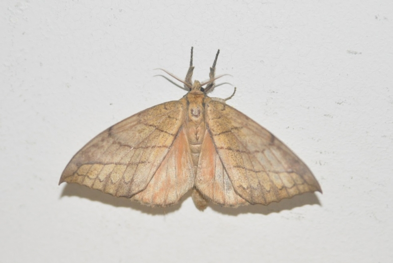 Ночная бабочка