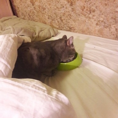 Поговорим о кошках 42